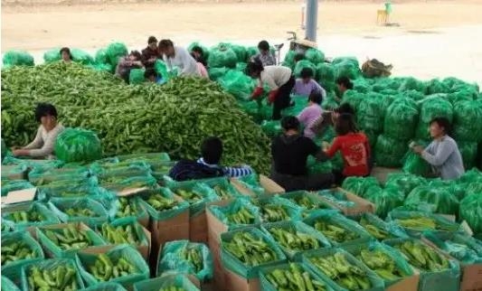 蔬菜配送软件如何支持采购管理