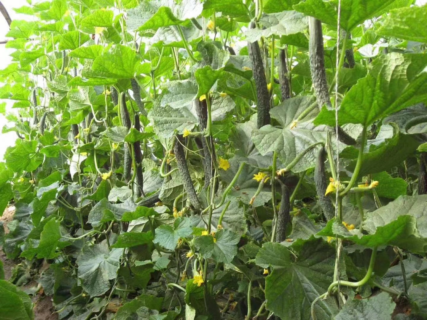 生鲜配送软件对采购的作用大吗.jpg 生鲜配送软件对采购的作用大吗.jpg