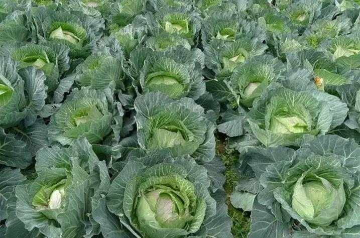 蔬菜配送软件如何处理订单