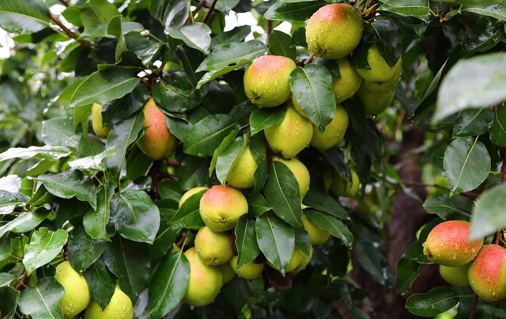 梨.jpg