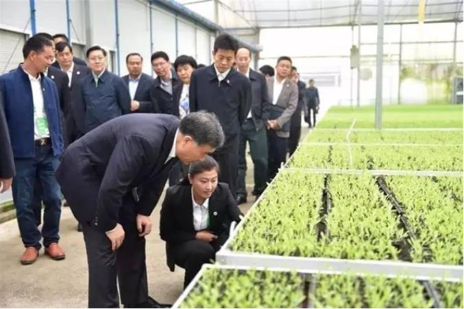 食品创建会现场主要领导考察安菲生鲜种植基地.jpg 食品创建会现场主要领导考察安菲生鲜种植基地.jpg