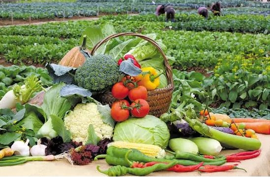 蔬菜配送软件要多少钱